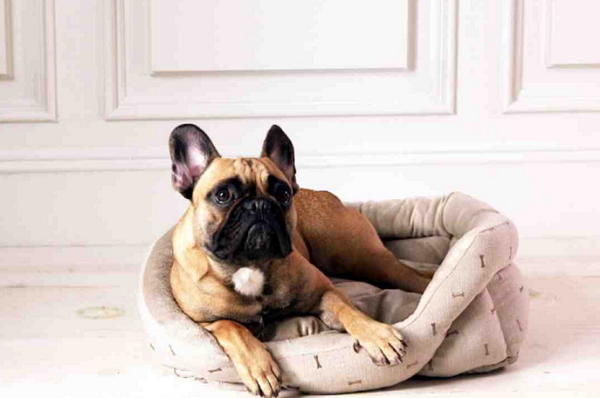 Seguridad de las mascotas: 10 maneras de garantizar la seguridad de sus mascotas cuando no está en casa