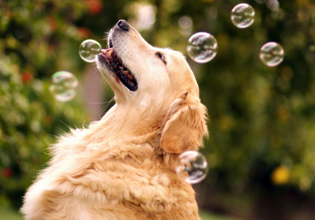 El perro atrapa burbujas