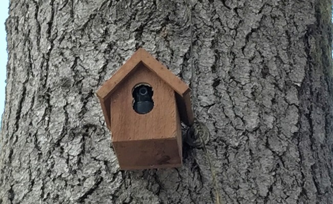 Cámara de seguridad escondida en una casa de pájaros